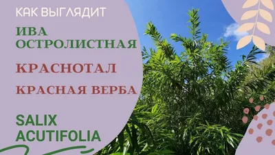 Ива. Купить саженцы ивы в Киеве - цены в Украине