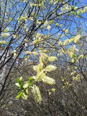 World of trees - Дерево Ива Дерево ива имеет около 550... | Facebook
