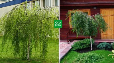 Ива: описание дерева, посадка и уход, выращивание из черенков