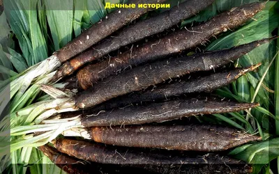 Чёрную морковь добавляют в «Небесный мармелад» | Crispy News/Криспи Ньюс