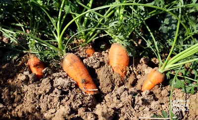 Черная морковь краситель натуральный купить сухой сок | EdaProf.ru