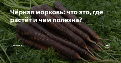 черная морковь зайчика стоковое фото. изображение насчитывающей любимчик -  13196430