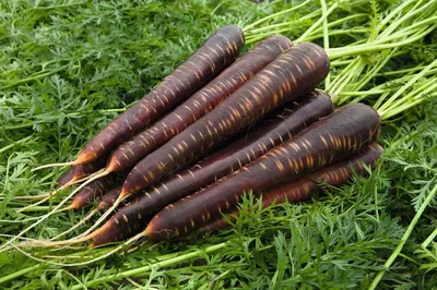 Сок чёрной моркови. Что он делает в популярных продуктах и стоит ли их  избегать? | Репа | Дзен
