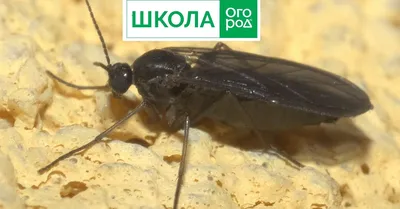 Черная мошка на помидорах и как с ней бороться - Agro-Market