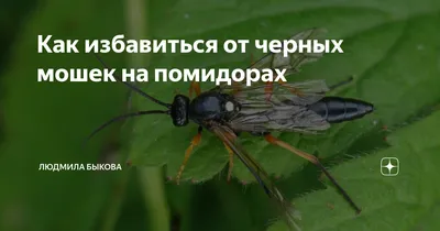 Черная мошка на помидорах и как с ней бороться - Agro-Market