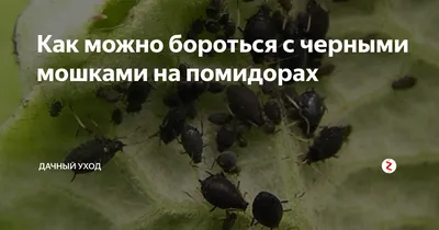 Вредители томатов: защита, борьба и обработка томатов от вредителей
