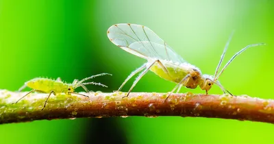 Пятно на томате Septoria лист. Поврежденный болезнями и вредителями листьев  помидоры Стоковое Фото - изображение насчитывающей томат, насекомые:  173815108