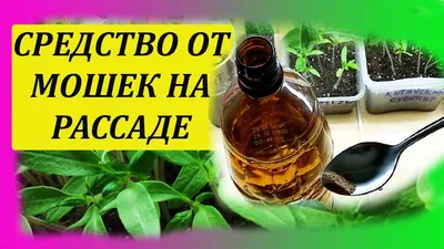BB.lv: Почему томаты при созревании окрашиваются неравномерно