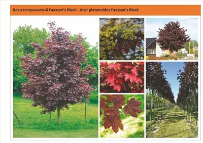 🌱 Клен ясенелистный Fassen's Black по цене от 25800 руб: крупномеры,  саженцы - купить в Москве с доставкой - интернет-магазин Все Сорта