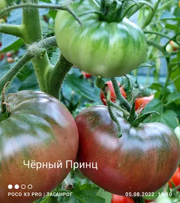 Семена Агроконтракт Помидор Черный принц 0,3г ❤️ доставка на дом от  магазина Zakaz.ua