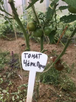 Семена Томат F1 Черная гроздь НК\"Русский огород\" - «🖤🍅Необычные чёрные  помидоры практически без ухода покорили соседей! Томат Чёрная  гроздь—действительно гроздь!» | отзывы