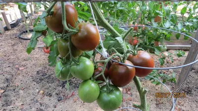 Сорт томата Черный принц. Настолько вкусный помидор, что буду сажать  всегда. Показываю | Урожай в радость | Дзен