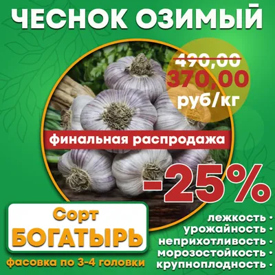 Успеть до промерзания почвы. Нюансы подзимней посадки лука и чеснока |  Огород | Дача | Аргументы и Факты