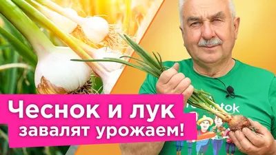 Лук и чеснок мгновенно зеленеют, а головки будут с кулак\"