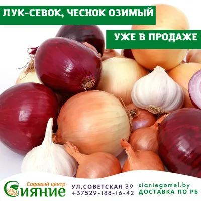 Купить SAFLAX - Органический - Чеснок-лук - 100 семян - С субстратом для  горшков для лучшего выращивания - Allium tuberosum | Joom