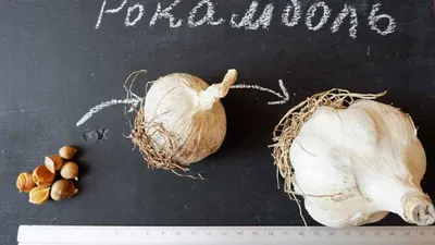 Лук Китайский чеснок – заказать семена гавриш почтой