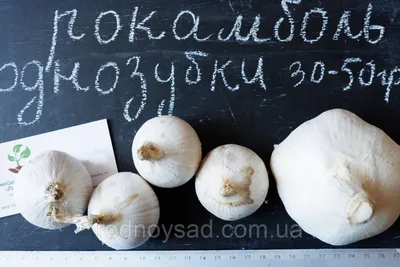 Чеснок \"Рокамболь\" (Египетский лук). Сбор урожая,и особенности выращивания  данного сорта !!! - YouTube