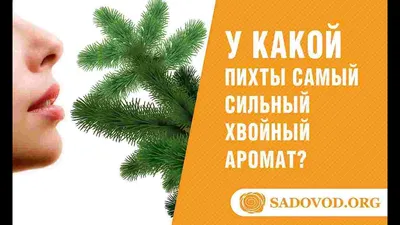 Открытка «Ель в горшке» — купить в Москве в интернет-магазине Milarky.ru