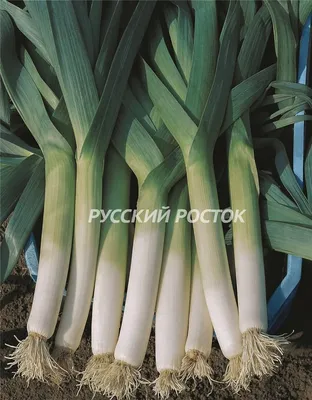 Лук порей Веста - описание, заказать весовые семена оптом