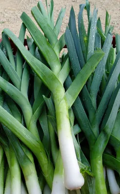 Лук - порей - Albos - 320 семена - Allium ampeloprasum L. – Garden Seeds  Market | Бесплатная доставка