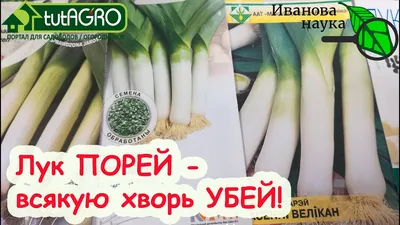 Лук Порей Веста 0,2 гр. серия ХИТ х3 купить оптом в Томске по цене 8,97 руб.