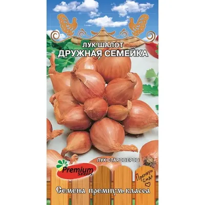 Лук репчатый — Википедия