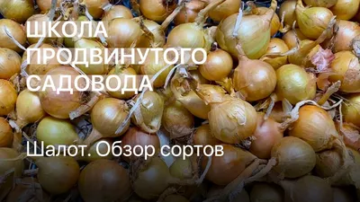 Лук шалот Банановый ГИГАНТ розовый (севок) 0,5кг | Дачная Коллекция