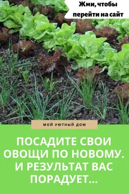 Счастливые дачники / Советы по саду и огороду | Яблочный урожай #сад #дача # огород #яблоки #урожай | Дзен