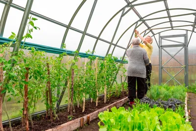 Современные теплицы на вашей даче - gartenburo.ru