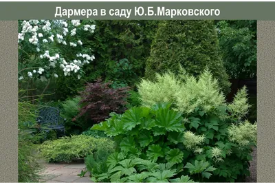 Дармера: посадка и уход в открытый грунт. Виды и сорта дармеры, фото