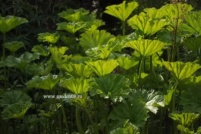 Дармера щитовидная peltata 390 руб. AGRO60