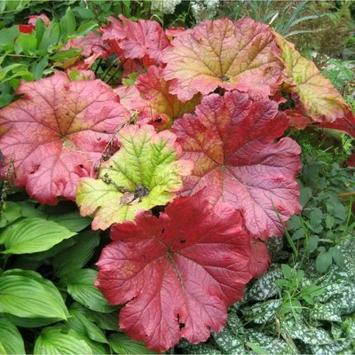 Дармера щитовидная (Darmera peltata)