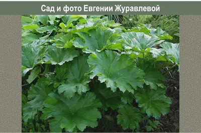 Купить саженцы дармеры щитовидной. Доставка по всей России!