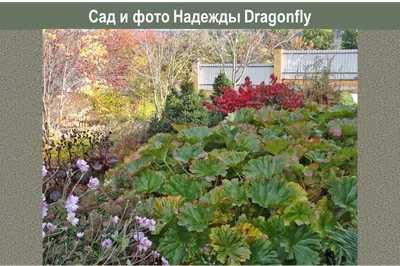 Дармера щитовидная (Darmera peltata) - Солитеры - По областям применения -  Каталог - LESKOVO-PITOMNIK.ru