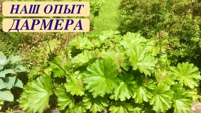 Дармера щитовидная
