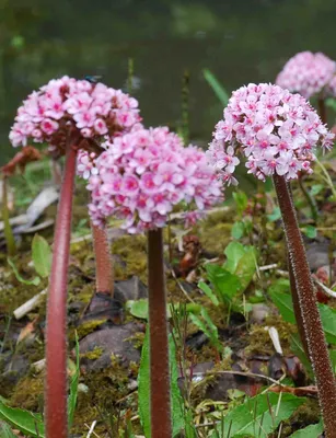Дармера щитовидная (Darmera peltata ) - Северная Флора