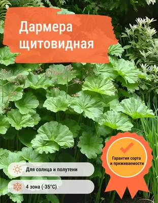 Дармера щитовидная, купить саженцы дармеры щитовидной в Москве в питомнике  недорого!