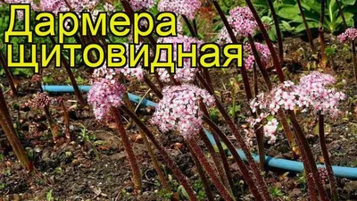 Дармера Щитовидная – купить саженцы в интернет-магазине Лафа с доставкой по  Москве, Московской области и России