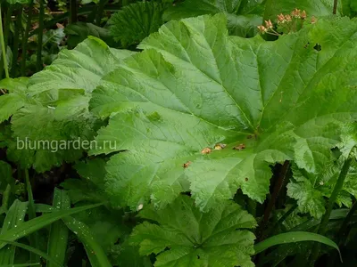 Дармера щитовидная (Darmera peltata)