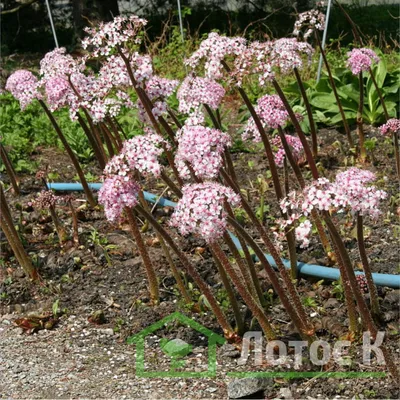 Дармера щитовидная 'Peltata' - декоративнолиственный травянистый  многолетник зимующий в грунте