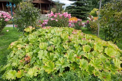 Дармера щитовидная 2 шт купить, отзывы, фото, доставка - sp-garden.ru  cовместные покупки для сада