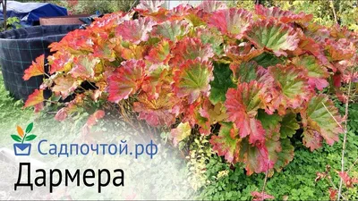 Дармера щитовидная (Darmera peltata)