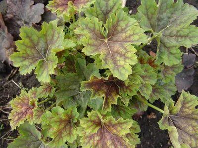 Дармера щитовидная (Darmera peltata)