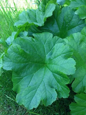 Дармера щитовидная (Пельтифиллум щитовидный, Darmera peltata) | BOTSAD.BY