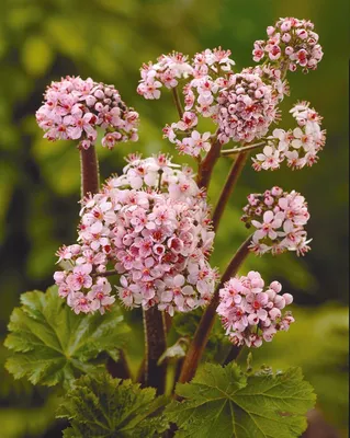 Дармера щитовидная (Пальтифиллум щитовидный) – Darmera Peltata