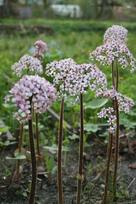 Дармера щитовидная (Пельтифиллум щитовидный, Darmera peltata) | BOTSAD.BY