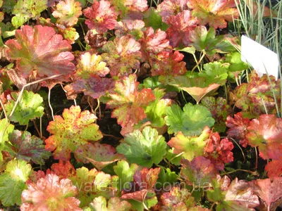 Дармера щитовидная (Пальтифиллум щитовидный) – Darmera Peltata