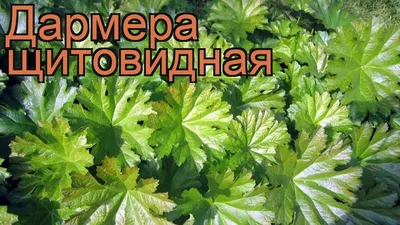 Дармера щитовидная peltata 390 руб. AGRO60