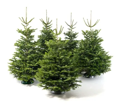 Живая датская новогодняя елка (Abies, срезанная) 1,7-2,0м купить в Минске