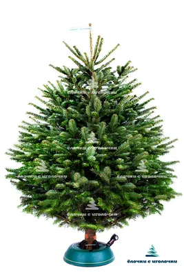 Купить живую елку в Минске цена с доставкой и без – Елка-новогодняя.бел